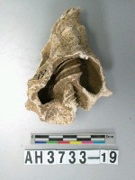 藏品(螺殼)的圖片